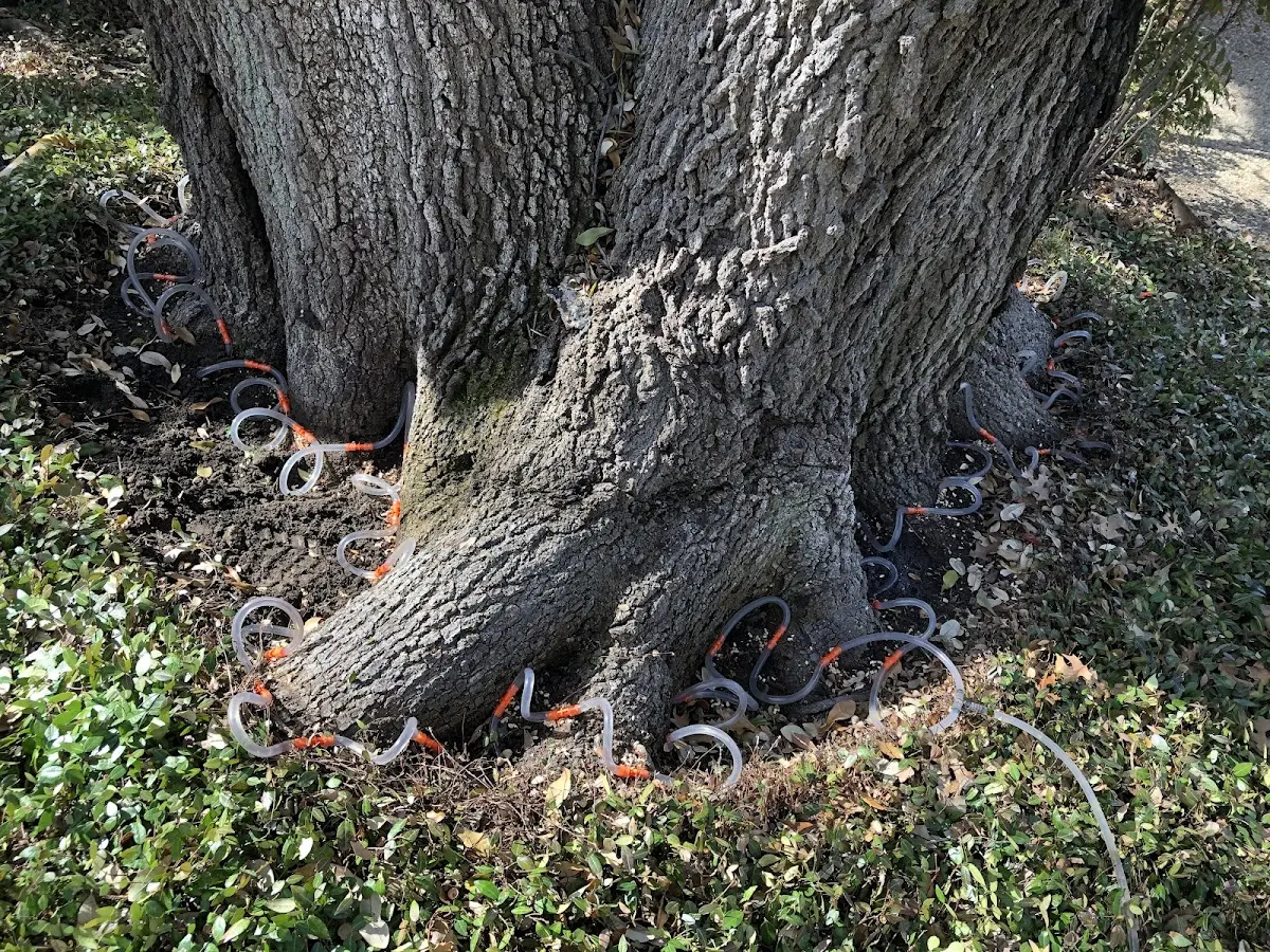 Detailed Tree Cabling and Bracing job site in Connell